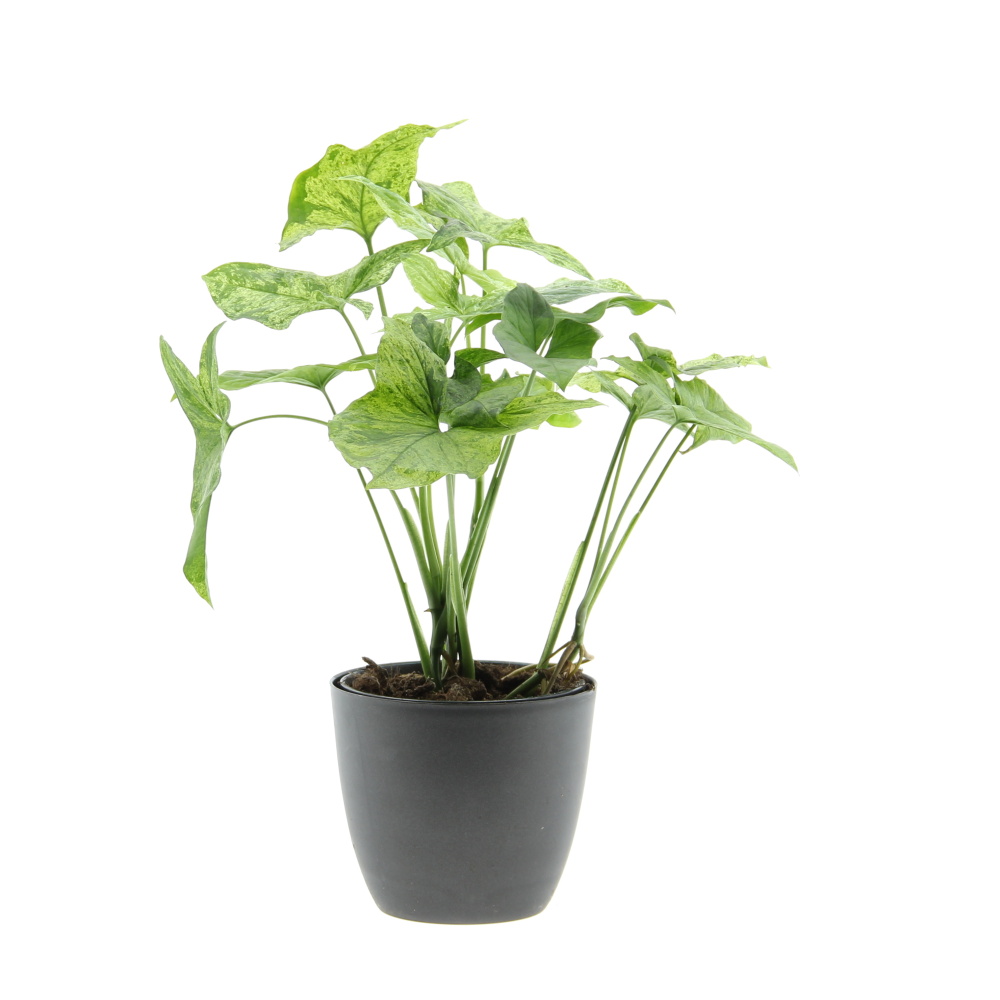 Okrasné pokojové rostliny - Syngonium 'Mottled' květináč 14cm