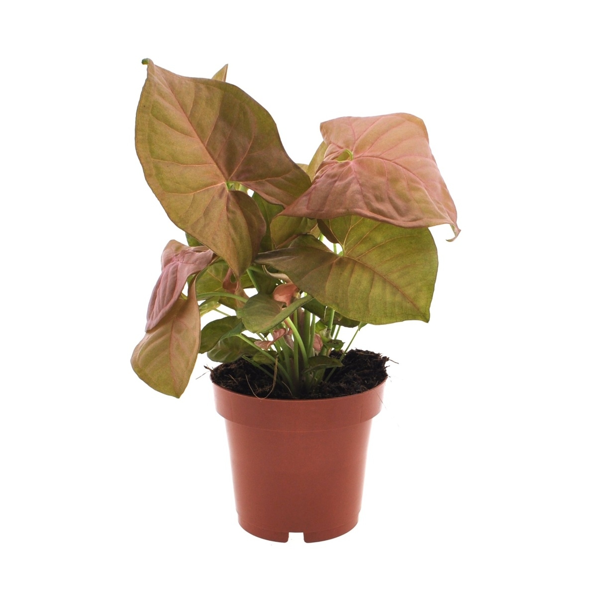 Okrasné pokojové rostliny - Syngonium Neon
