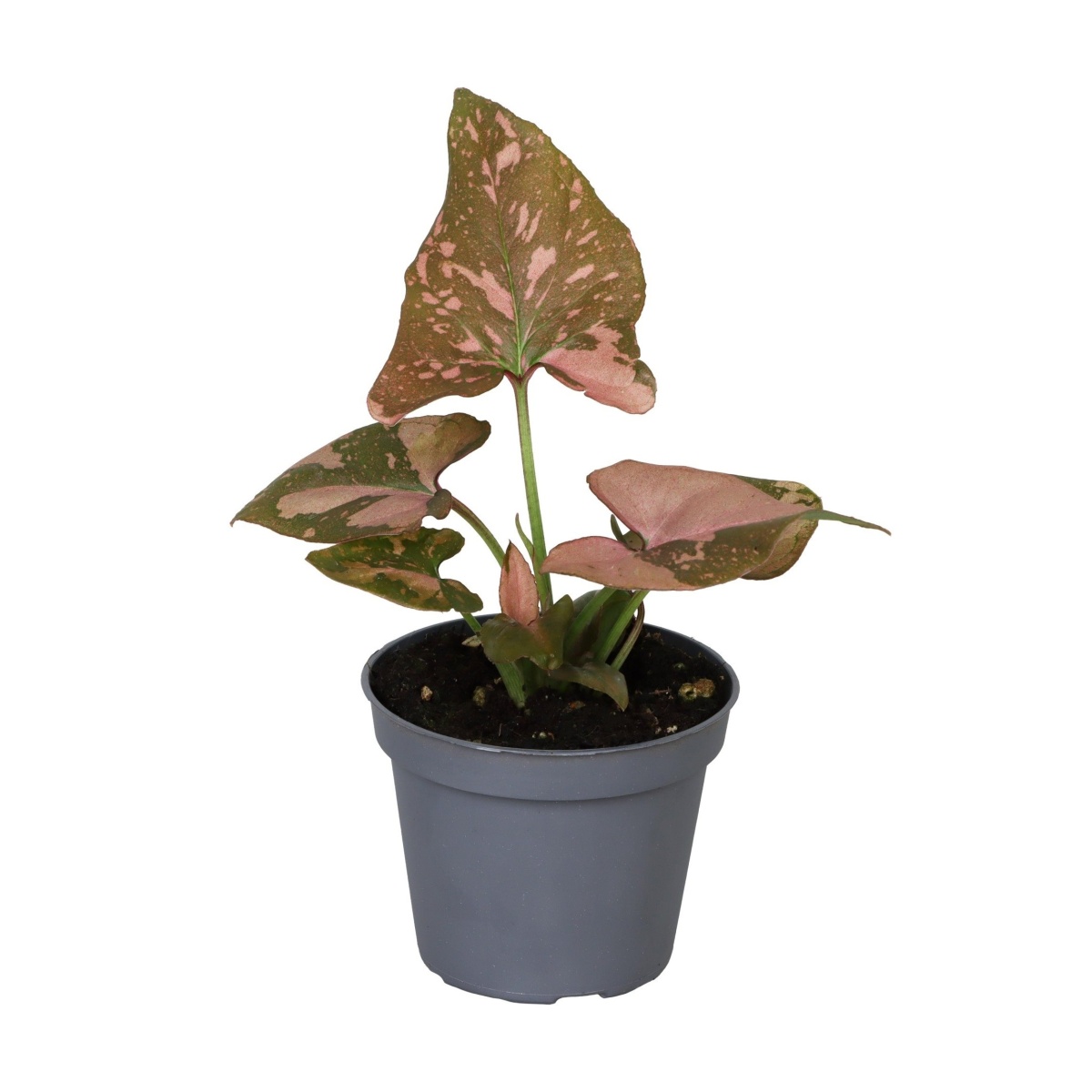 Okrasné pokojové rostliny - Syngonium Pink Splash květináč 6cm