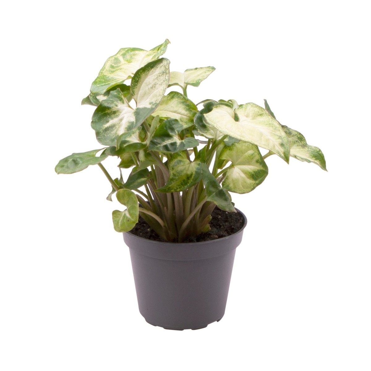 Okrasné pokojové rostliny - Syngonium Pixie květináč 12cm