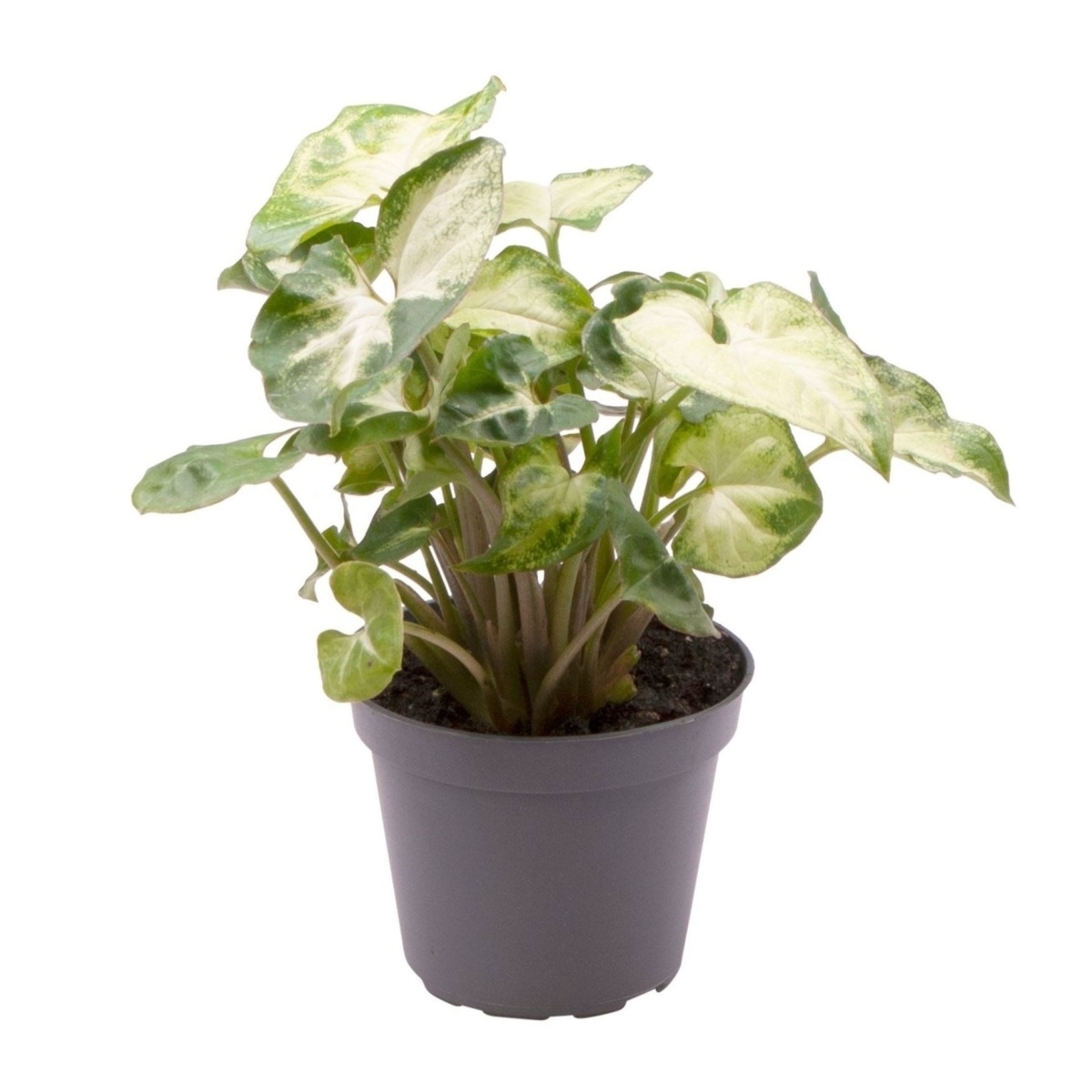 Okrasné pokojové rostliny - Syngonium Pixie květináč 6cm