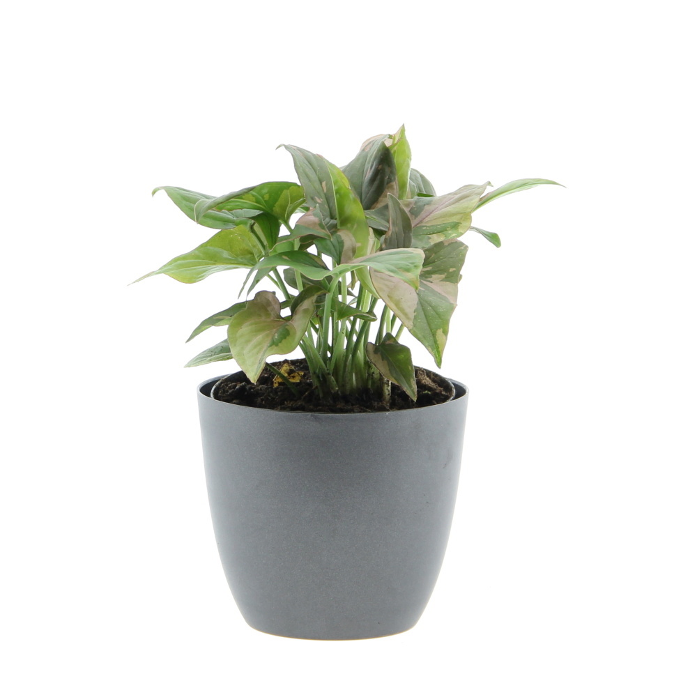 Okrasné pokojové rostliny - Syngonium 'Red Spot' květináč 12cm