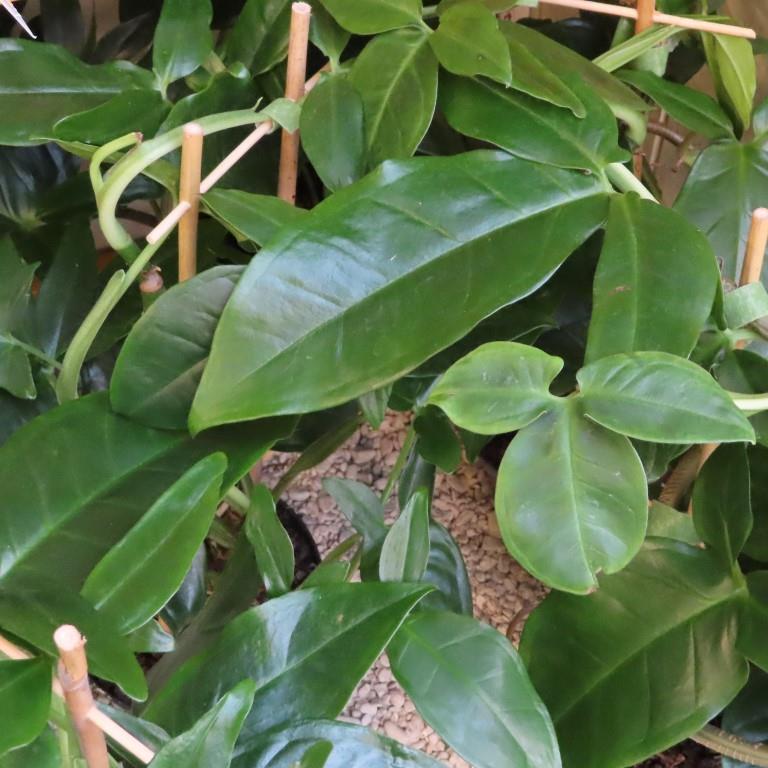 Okrasné pokojové rostliny - Syngonium Trileaf Wonder P15