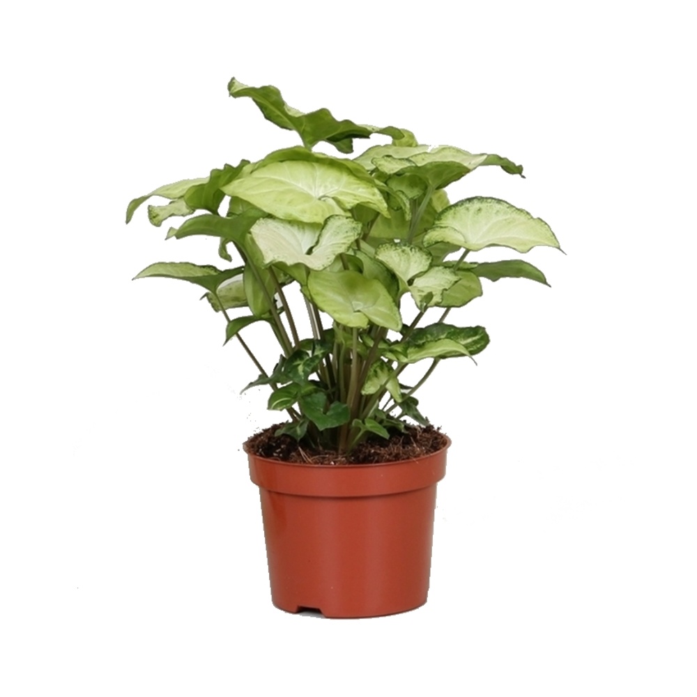 Okrasné pokojové rostliny - Syngonium White Butterfly květináč 12cm