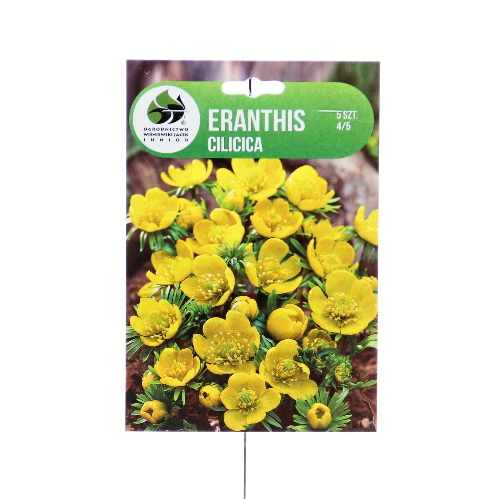 Rostliny - Talovín cilicijský 5ks