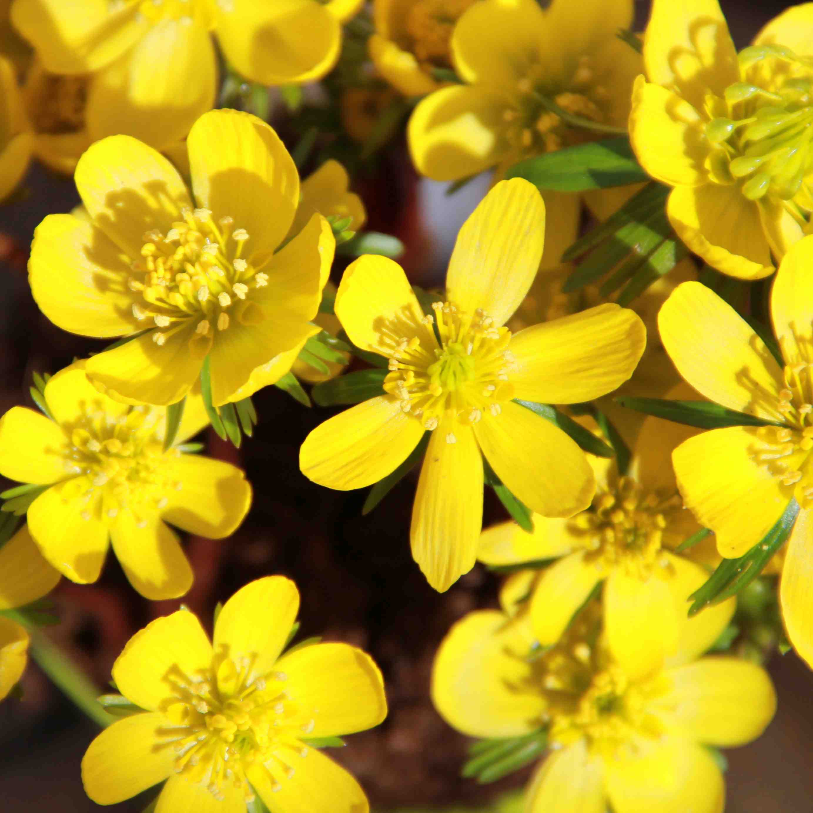 Rychlené cibuloviny - Talovín zimní květináč 9cm