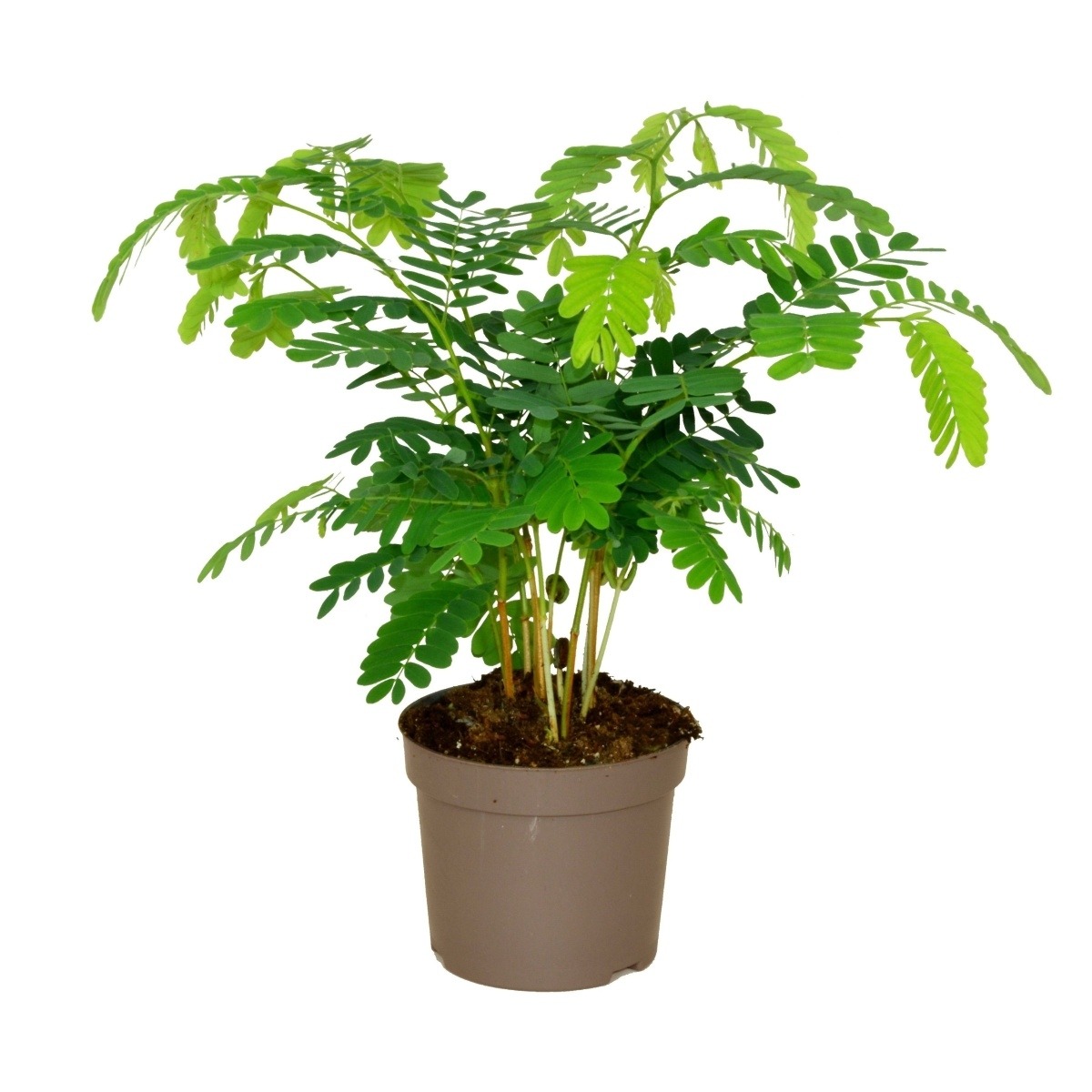 Nádobové květiny - Tamarind indický květináč 13cm