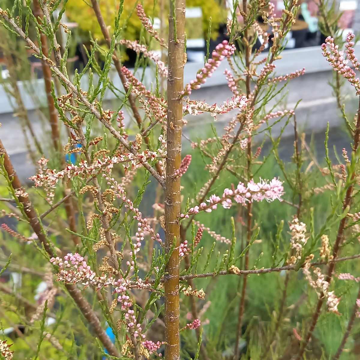Keře okrasné květem - Tamaryšek kaspický Pink Cascade květináč 10 litrů