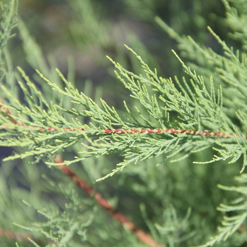Keře okrasné květem - Tamaryšek malokvětý květináč 2,5 litru, výška 30/40cm, keř