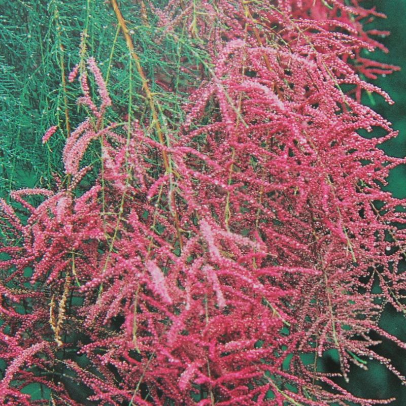 Keře okrasné květem - Tamaryšek pětimužný květináč 2,5 litru, výška 30/40cm, keř