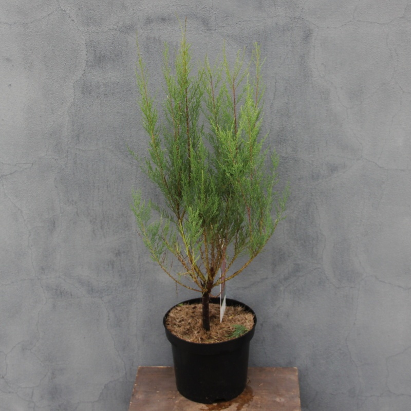 Tamaryšek pětimužný květináč 2,5 litru, výška 30/40cm, keř-0