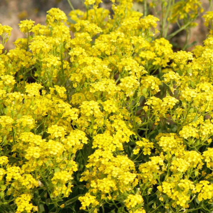Skalničky - Tařice skalní květináč 13cm