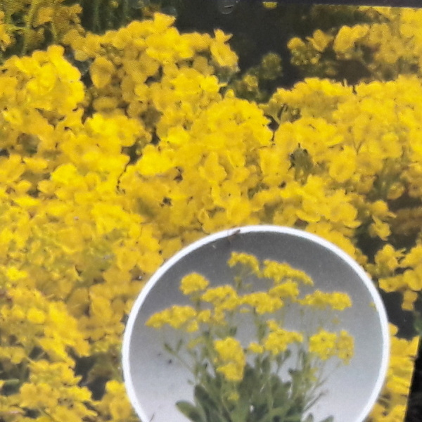 Skalničky - Tařice skalní Summit (Aurinia) 9cm