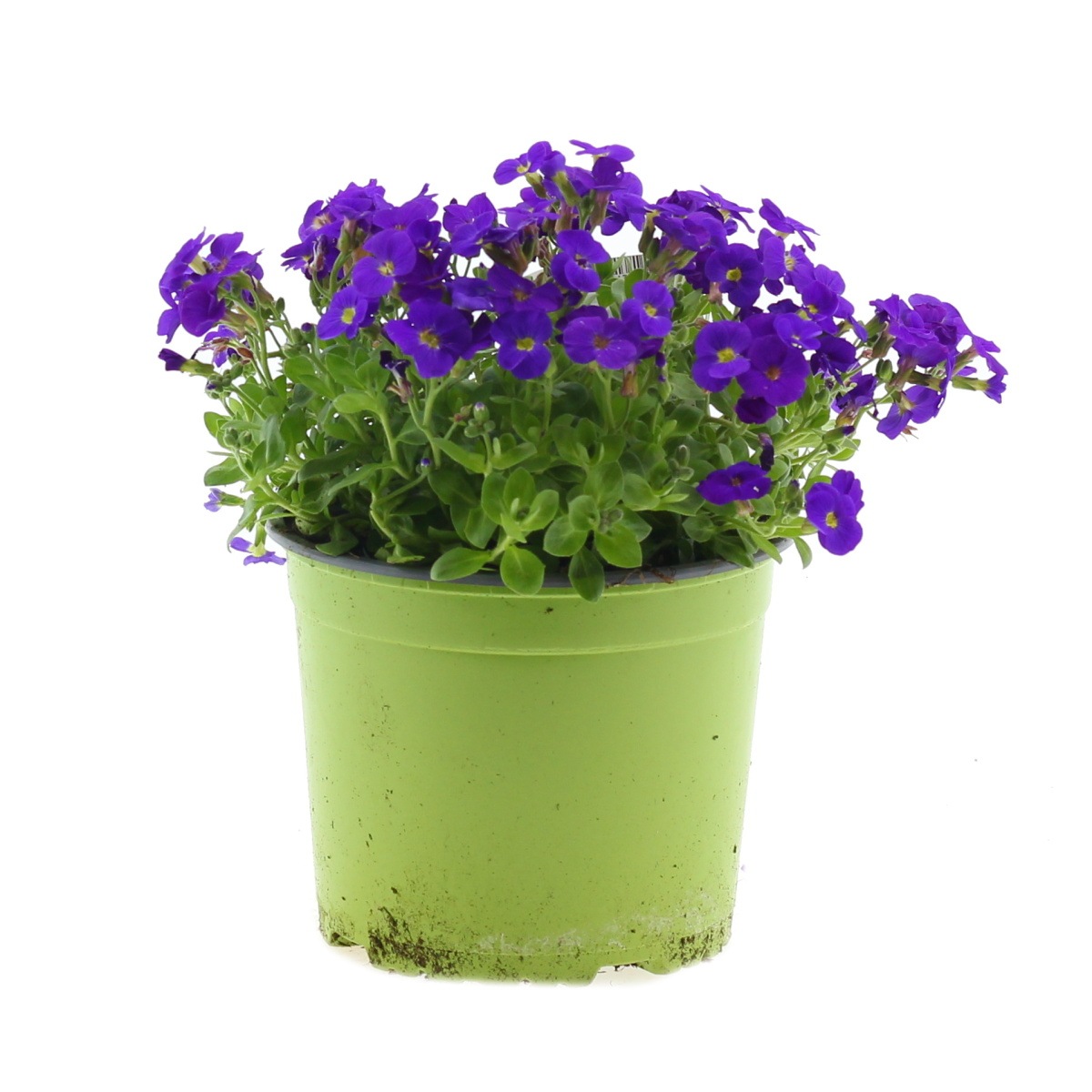 Skalničky - Tařička něžná Kitte® Blue 2 litry