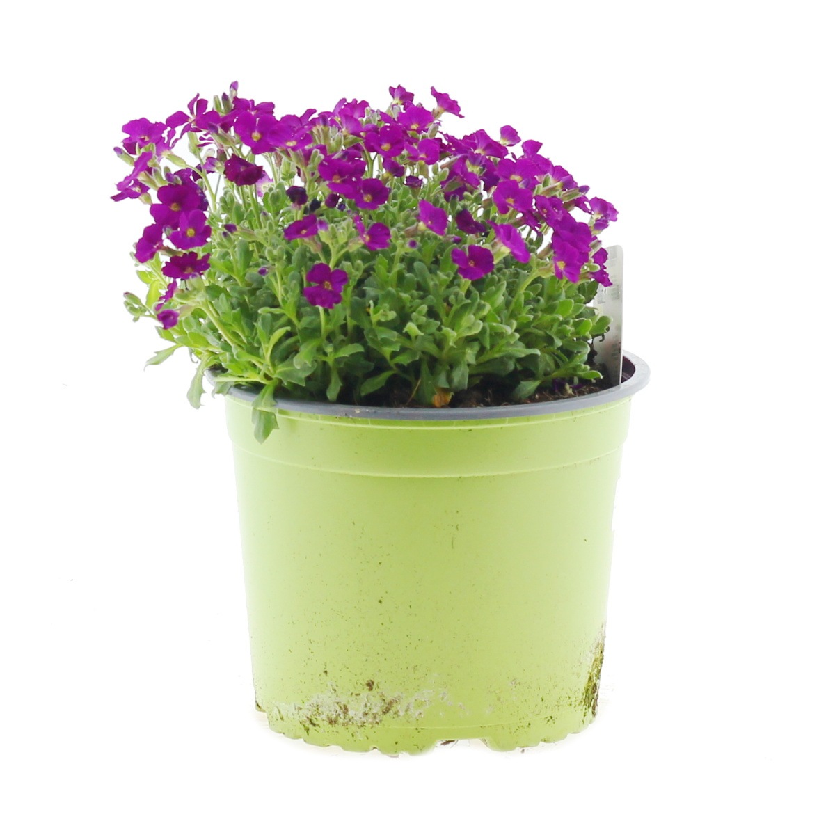 Skalničky - Tařička Regado Red 2 litry