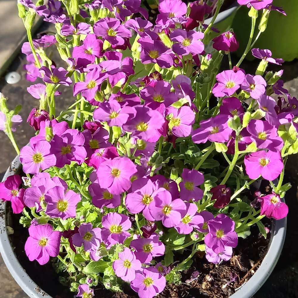 Tařička Regado Red 2 litry-0