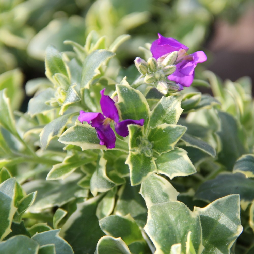 Skalničky - Tařička 'Silberrand' 9cm