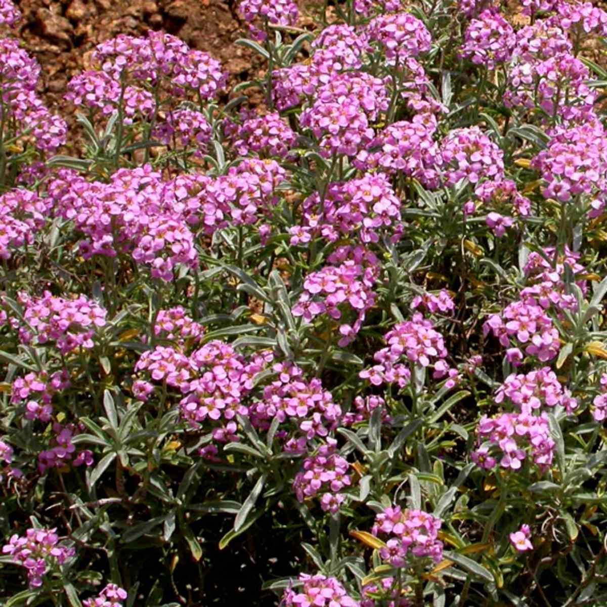 Skalničky - Tařičník trnitý květináč 9cm