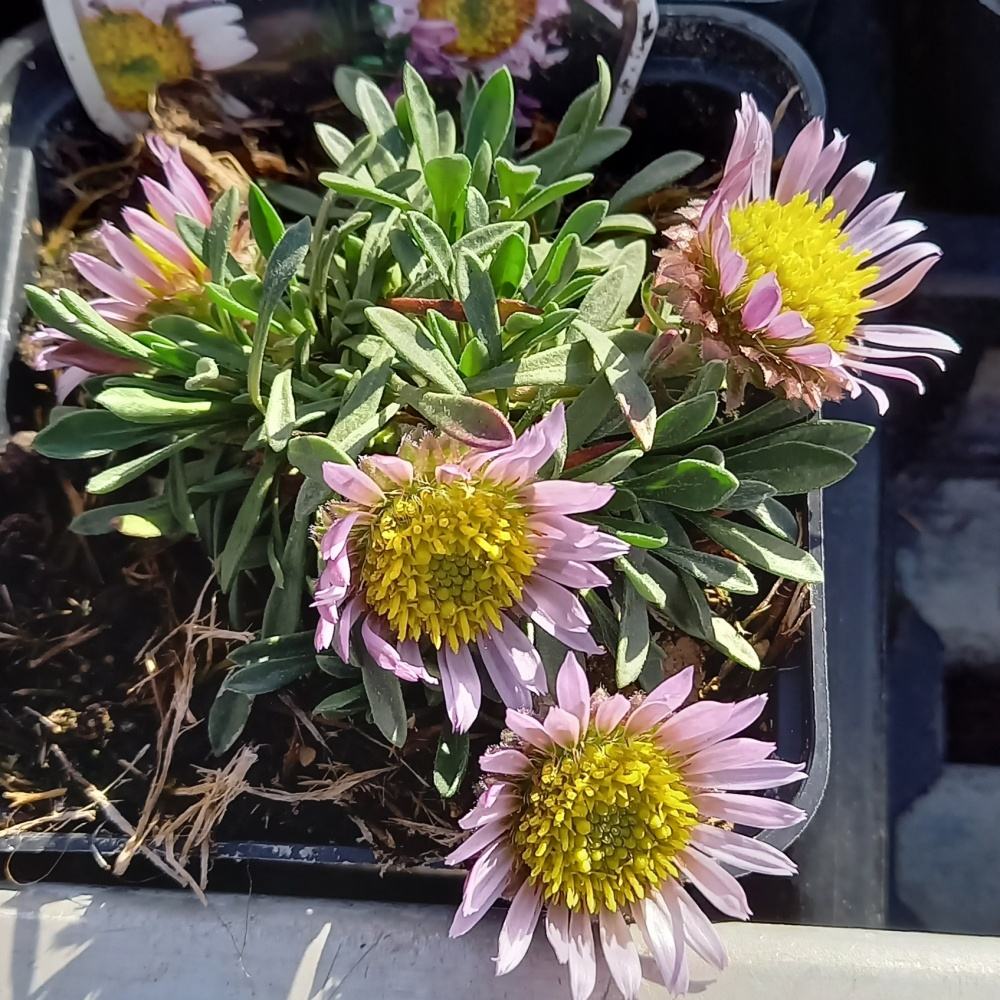 Skalničky - Tausendie 9cm