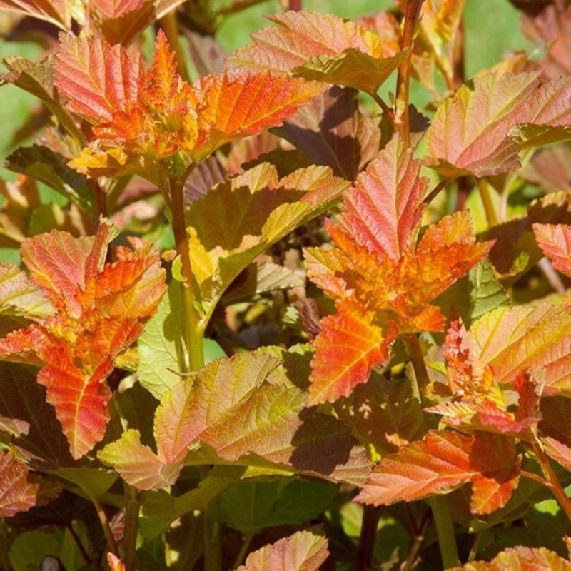 Keře okrasné listem - Tavola kalinolistá Amber Jubilee výška 40/60cm, květináč 5 litrů