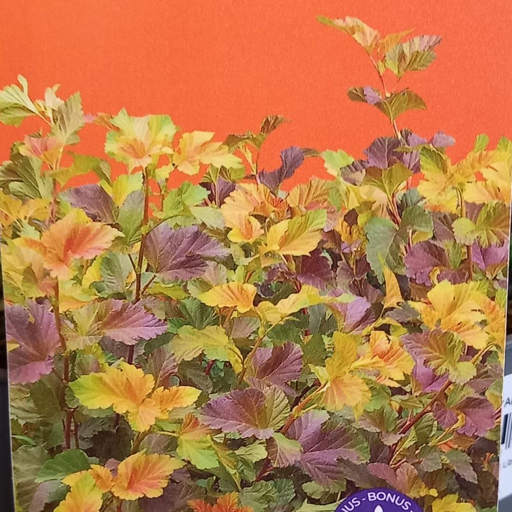 Tavola kalinolistá Amber Jubilee výška 40/60cm, květináč 5 litrů-0