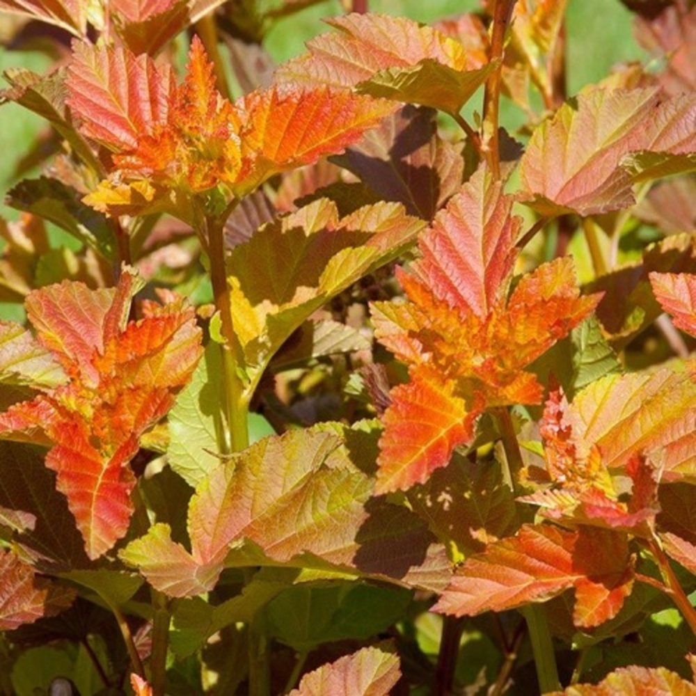 Keře okrasné listem - Tavola kalinolistá Amber Jubilee výška 80/100cm, květináč 10 litrů