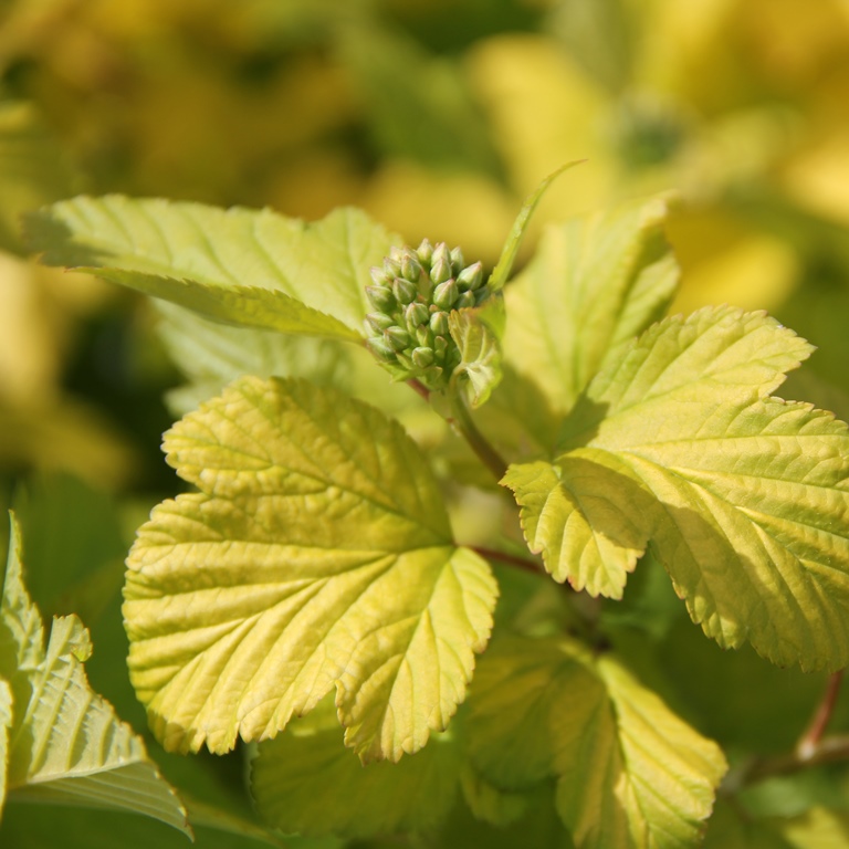 Keře okrasné listem - Tavola kalinolistá Darts Gold květináč 2,5 litru, výška 30/40cm, keř