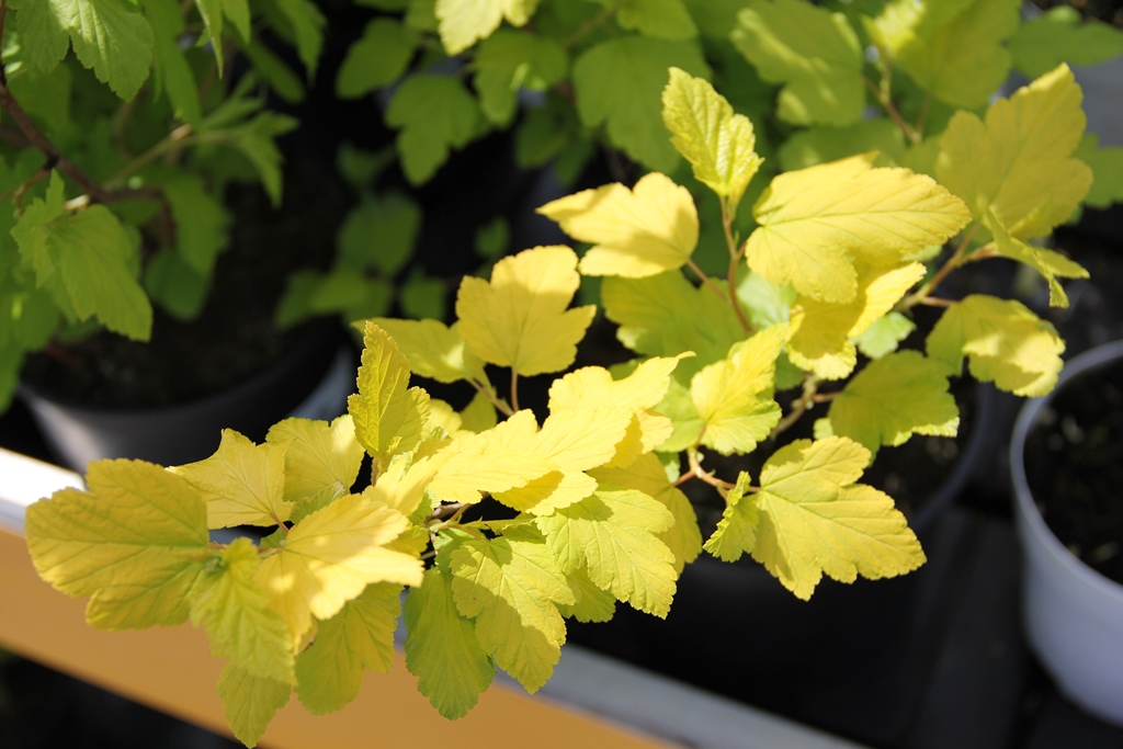 Tavola kalinolistá Darts Gold květináč 2,5 litru, výška 30/40cm, keř-0