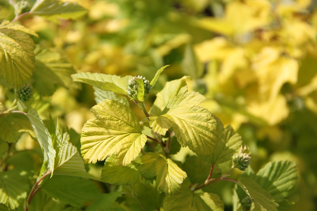 Tavola kalinolistá Darts Gold květináč 2,5 litru, výška 30/40cm, keř-1