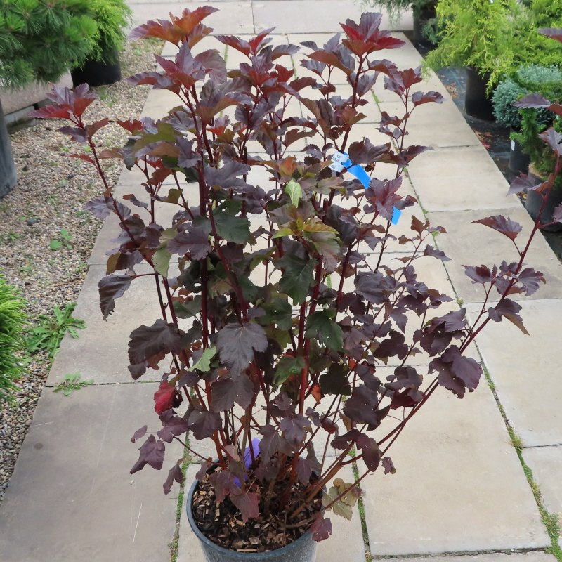 Keře okrasné listem - Tavola kalinolistá 'Diabolo' květináč 10 litrů, výška 90/+cm, keř