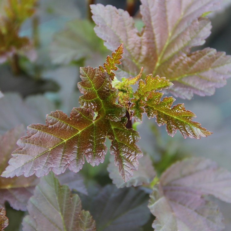 Rostliny - Tavola kalinolistá 'Diabolo' květináč 2,5 litru, výška 30/40cm, keř