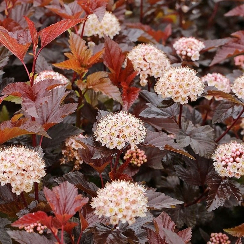 Keře okrasné listem - Tavola kalinolistá Lady in Red květináč 5 litrů