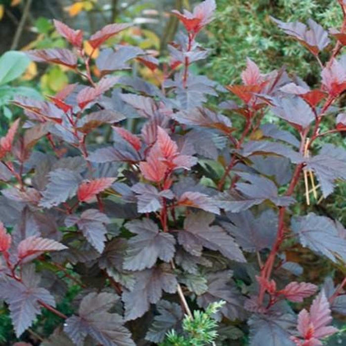 Keře okrasné listem - Tavola kalinolistá 'Little Angel' výška 30/40cm, květináč 4 litry