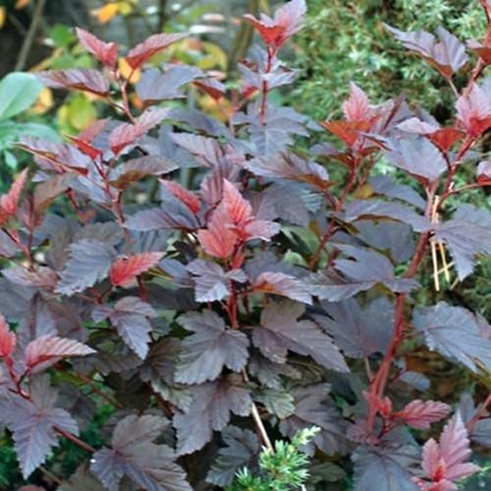 Keře okrasné listem - Tavola kalinolistá Little Angel výška 40/50cm, květináč 4,5 litru