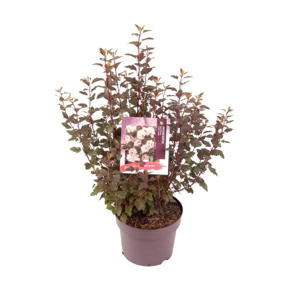 Keře okrasné listem - Tavola kalinolistá Little Joker výška 20/30cm, květináč 2,5 litru