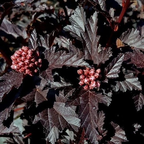 Keře okrasné listem - Tavola kalinolistá 'Panther' 2,5 litru, 30/40cm, keř