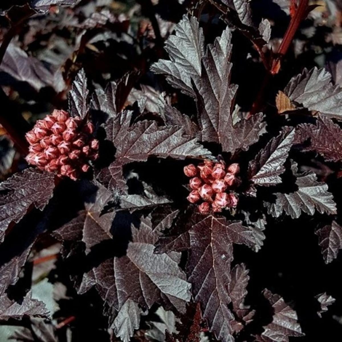 Keře okrasné listem - Tavola kalinolistá Panther výška 80/100cm, květináč 12,8 litru