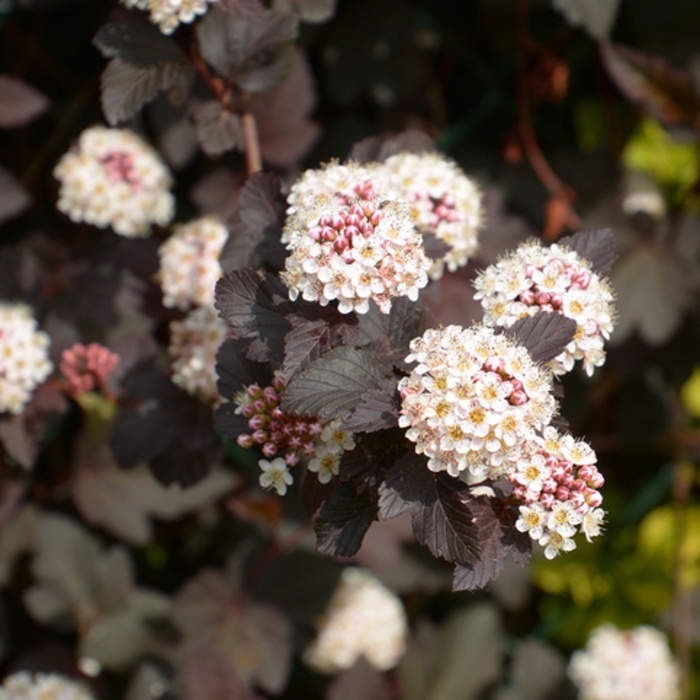 Keře okrasné listem - Tavola kalinolistá 'Red Baron' výška 30/40cm, květináč 2,5 litru