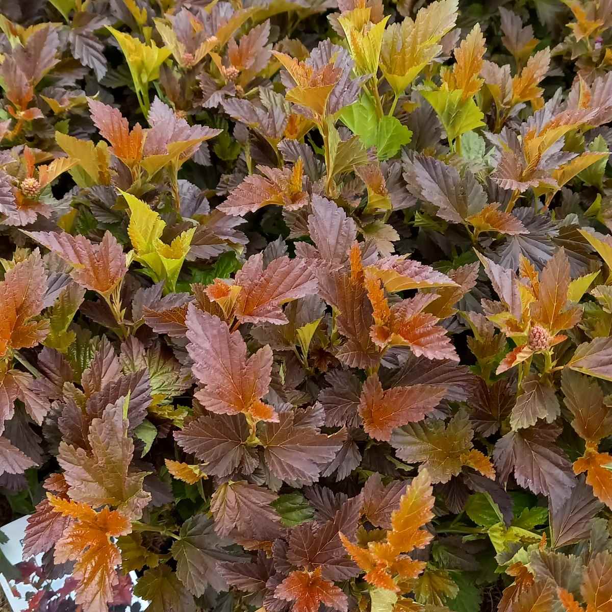 Keře okrasné listem - Tavola kalinolistá Schuch výška 30/40cm, květináč 2,5 litru