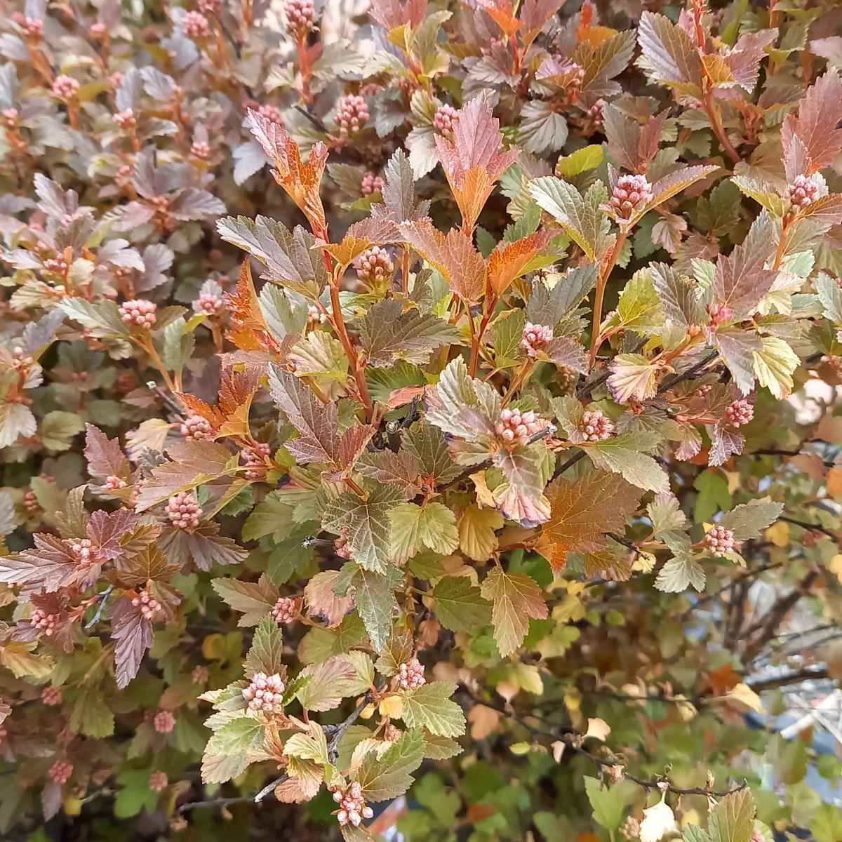 Živé ploty - Tavola kalinolistá Sweet Cherry Tea výška 40/50cm, květináč 4,5 litru