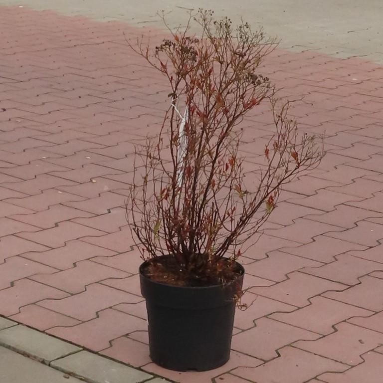 Tavolník japonský 'Anthony Waterer' květináč 5 litrů, výška 40/60cm, keř-0