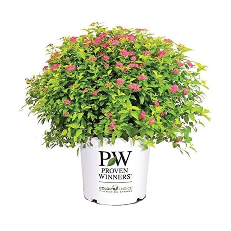 Keře okrasné květem - Tavolník japonský Double Play Gold výška 30/40cm, květináč 5  litrů