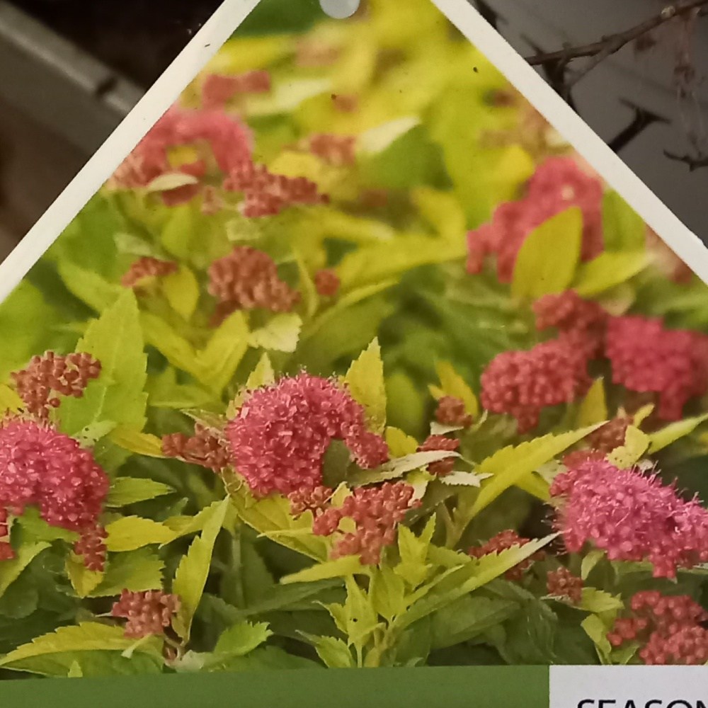 Tavolník japonský Double Play Gold výška 30/40cm, květináč 5  litrů-0