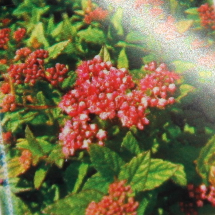 Keře okrasné květem - Tavolník japonský 'Fenna' výška 20/30cm, květináč 4 litry