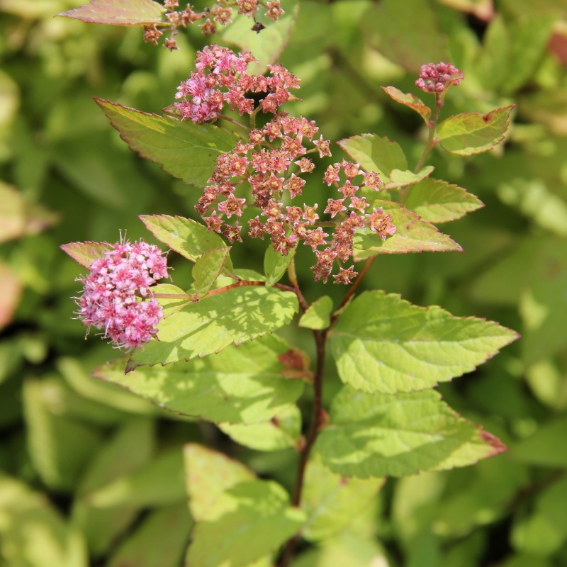 Keře okrasné květem - Tavolník japonský Firelight květináč 2,5 litru, výška 20/30cm, keř