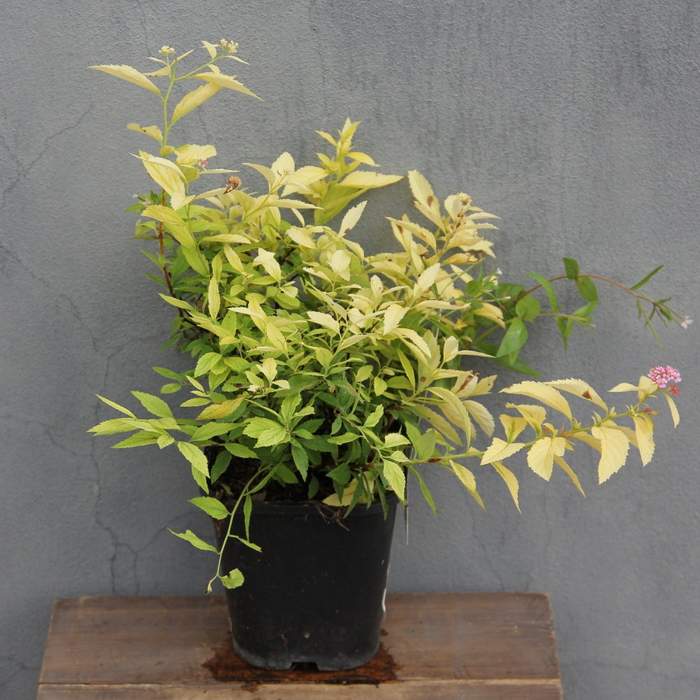 Keře okrasné květem - Tavolník japonský 'Genpei' květináč 2,5 litru, výška 25/30cm, keř