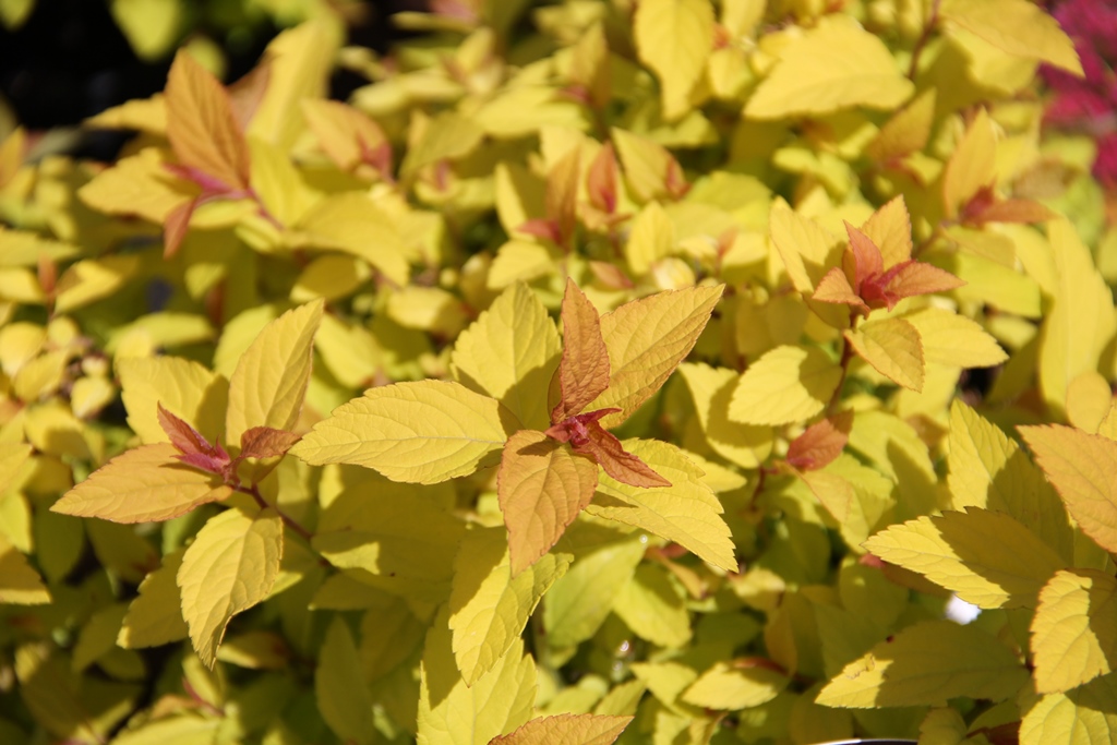 Tavolník japonský Golden Princess květináč 2,5 litru, výška 20/25cm, keř-0