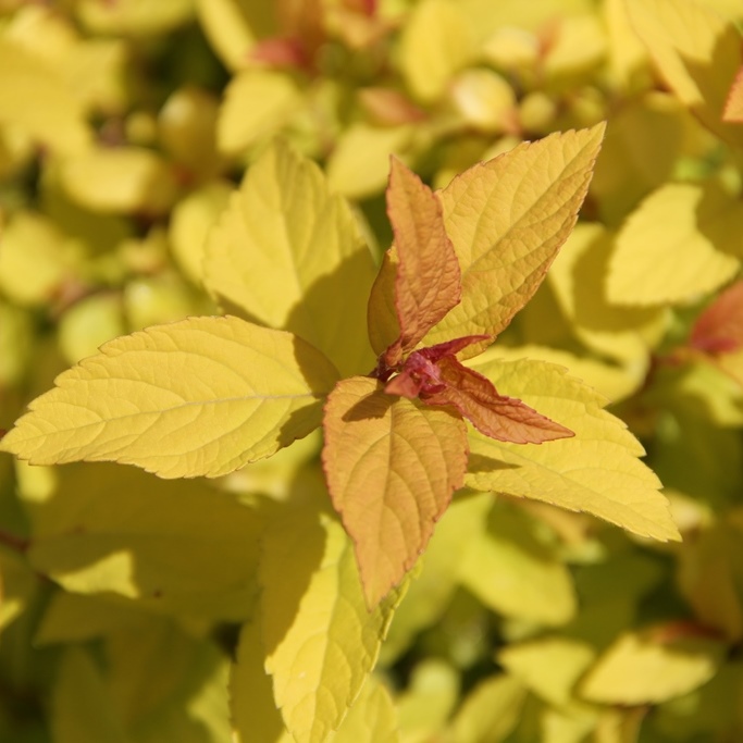 Keře okrasné květem - Tavolník japonský Golden Princess květináč 2,5 litru, výška 20/25cm, keř