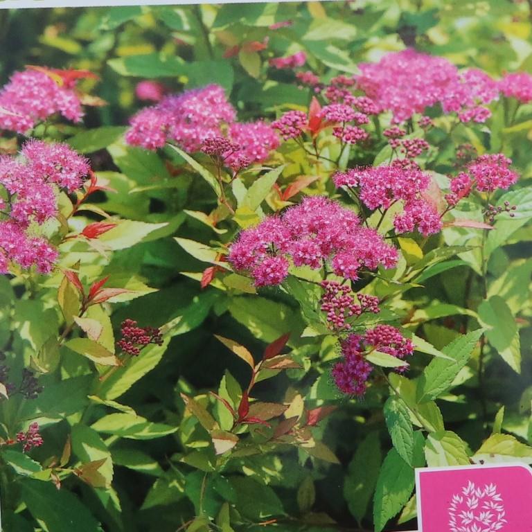 Živé ploty - Tavolník japonský 'Goldflame' květináč 5 litrů, výška 40/60cm, keř