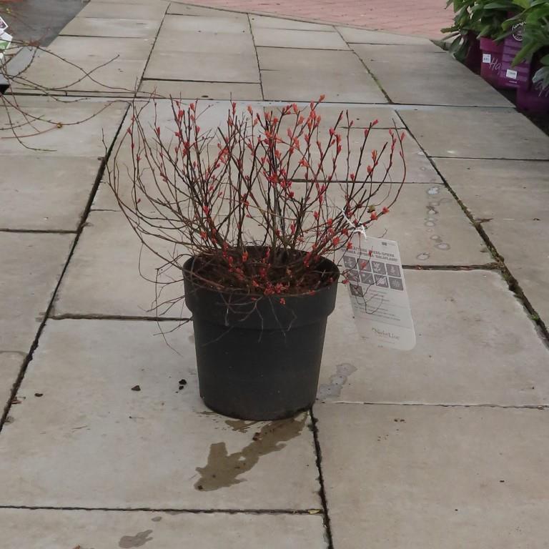 Tavolník japonský 'Goldflame' květináč 5 litrů, výška 40/60cm, keř-0